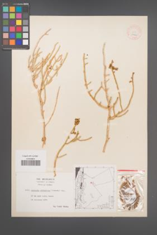 Anabasis articulata [KOR 11963]