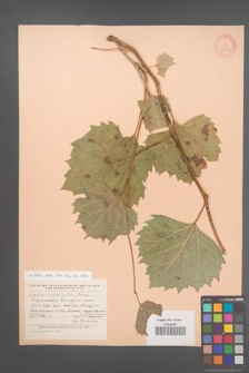 Ampelopsis vitifolia [KOR 23236]