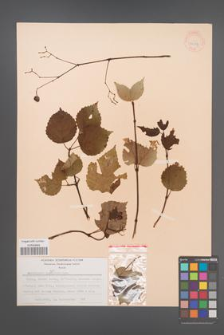 Ampelopsis humulifolia [KOR 28217]