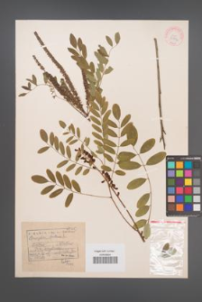Amorpha fruticosa [KOR 33756]