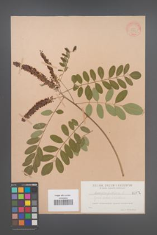 Amorpha fruticosa [KOR 371]