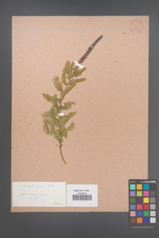 Amorpha canescens [KOR 33754]
