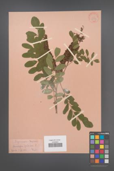 Amorpha fruticosa [KOR 33758]