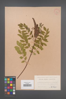 Amorpha fruticosa [KOR 33757]