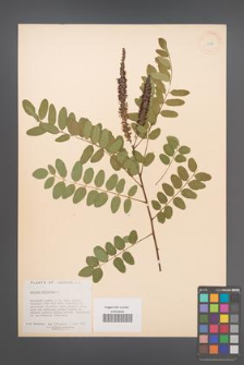 Amorpha fruticosa [KOR 11721]