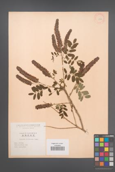 Amorpha fruticosa [KOR 11722]