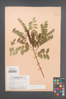 Amorpha fruticosa [KOR 23269]