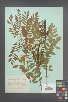 Amorpha fruticosa [KOR 23775]