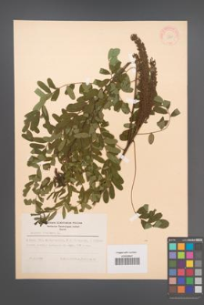 Amorpha fruticosa [KOR 11719]