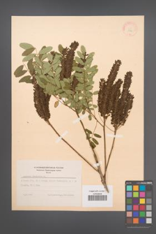 Amorpha fruticosa [KOR 11720]