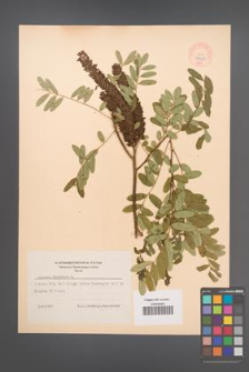 Amorpha fruticosa [KOR 44069]