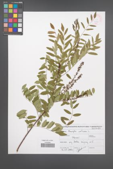Amorpha fruticosa [KOR 46924]