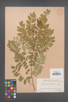 Amorpha californica [KOR 373]