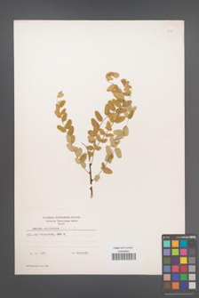 Amorpha californica [KOR 11717]