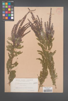 Amorpha canescens [KOR 372]