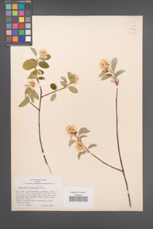 Amelanchier stolonifera [KOR 33747]