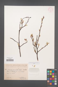 Amelanchier spicata [KOR 1263]