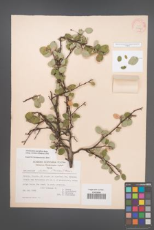 Amelanchier parviflora [KOR 20987]
