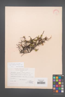 Amelanchier parviflora [KOR 20985]