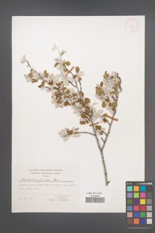 Amelanchier parviflora [KOR 30830]