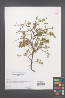 Amelanchier parviflora [KOR 45520]