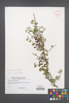 Amelanchier parviflora [KOR 44649]