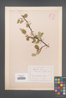 Amelanchier ovalis [KOR 11699]