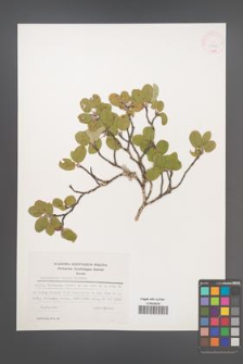 Amelanchier ovalis [KOR 25368]