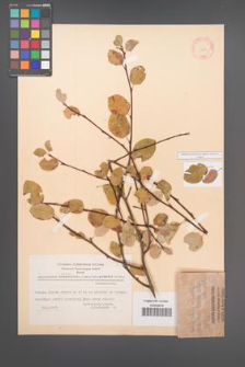 Amelanchier ovalis [KOR 11677]