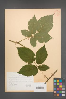 Rubus macrophyllus [KOR 30765]