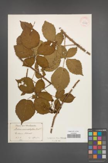 Rubus macrophyllus [KOR 40509]
