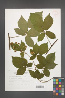Rubus macrophyllus [KOR 29485]