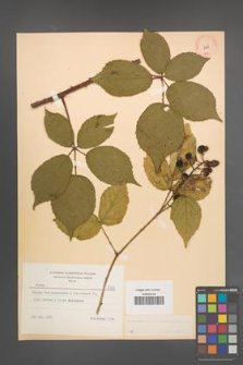 Rubus macrophyllus [KOR 8788]