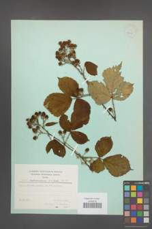 Rubus marssonianus [KOR 23597]