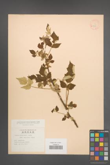 Rubus mesogaeus [KOR 18513]