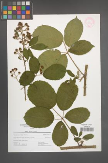 Rubus micans [KOR 44454]