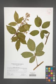 Rubus micans [KOR 41463]