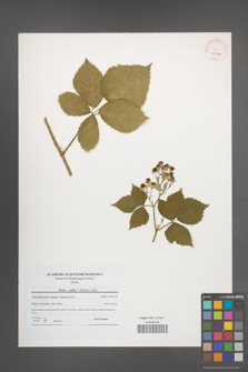 Rubus mollis [KOR 40641]