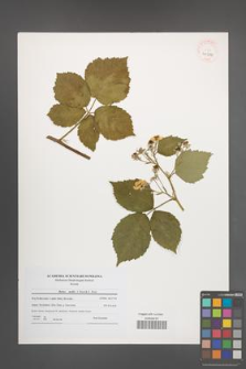 Rubus mollis [KOR 40586]