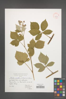 Rubus mollis [KOR 39944]