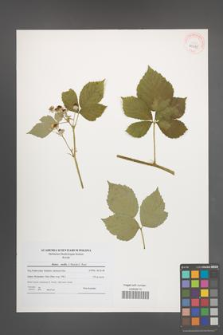Rubus mollis [KOR 40635]