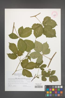 Rubus mollis [KOR 44681]
