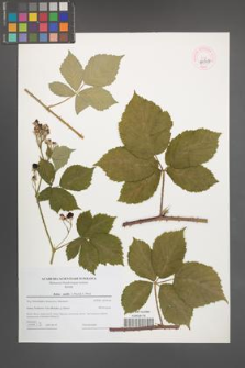 Rubus mollis [KOR 44717]