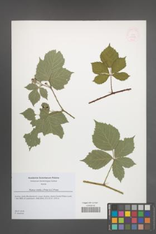 Rubus mollis [KOR 51809]