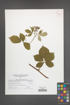 Rubus mollis [KOR 54045]