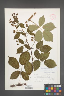 Rubus macromontanus [KOR 32309]