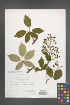 Rubus macromontanus [KOR 39887]