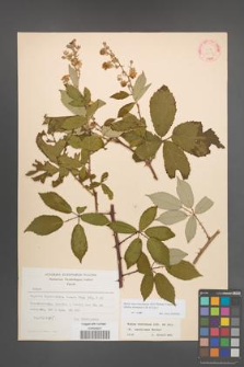 Rubus macromontanus [KOR 22551]