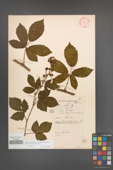 Rubus macromontanus [KOR 10585]