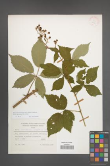 Rubus macromontanus [KOR 24601]